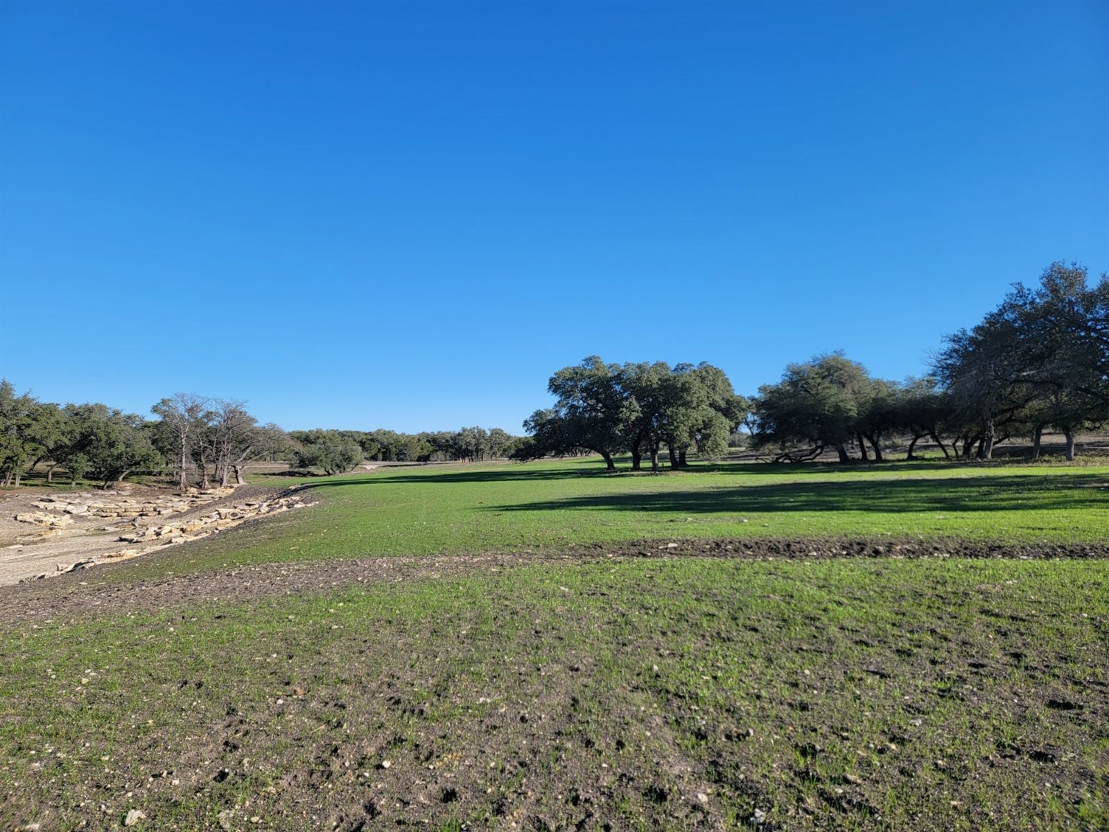 Restored pasture with native grasses under mature live oaks