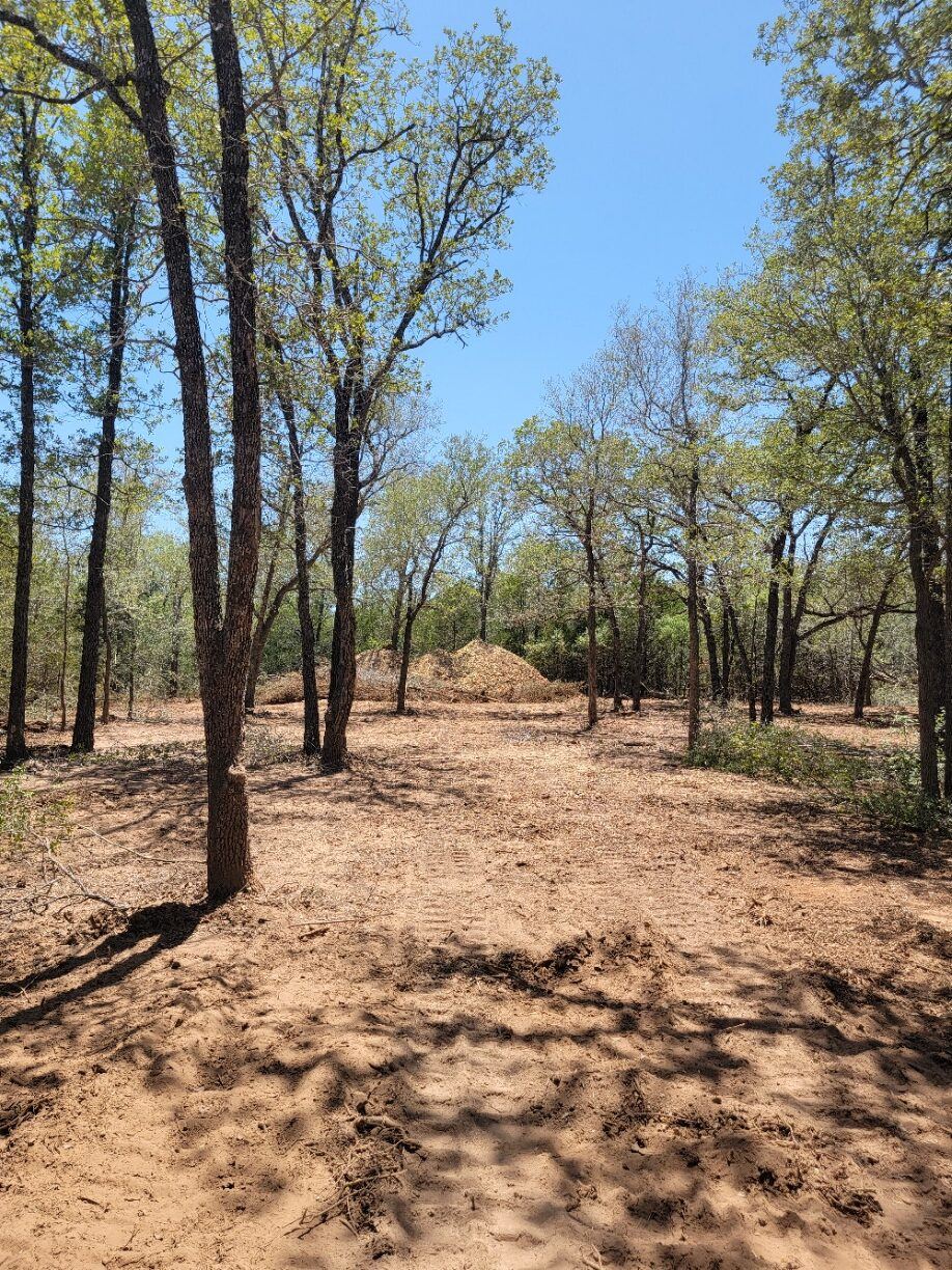 Woodland cleared of underbrush with mature trees preserved