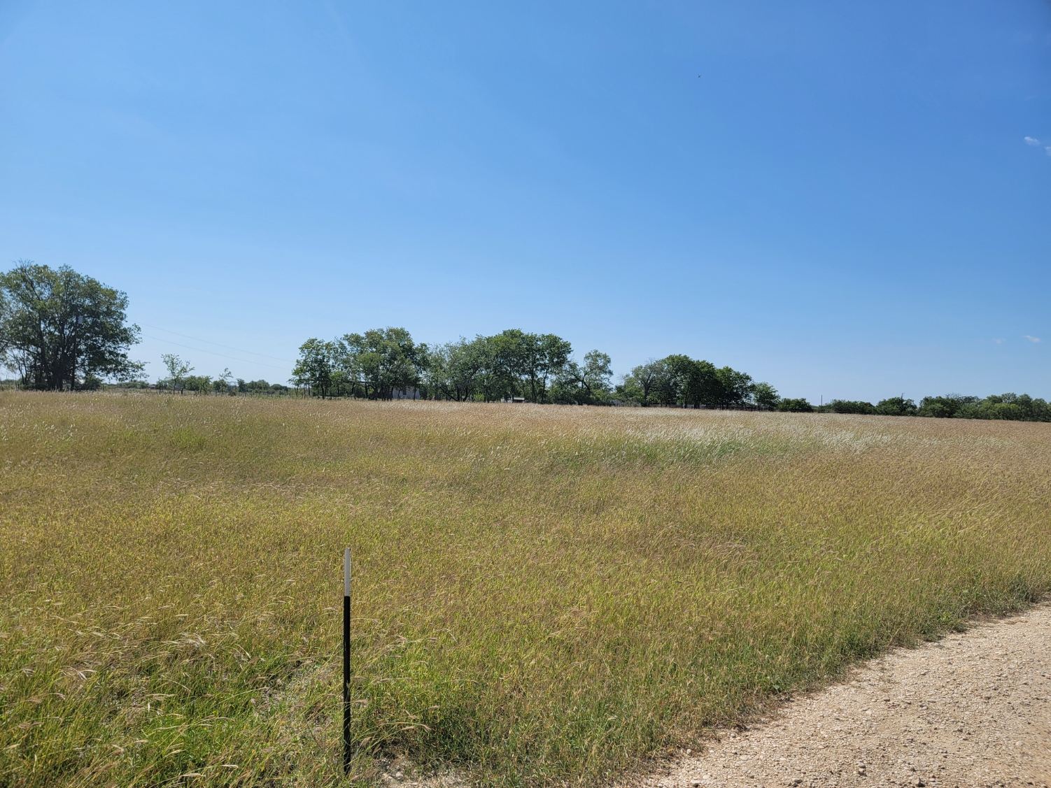 Open Texas pasture of healthy native grasses
